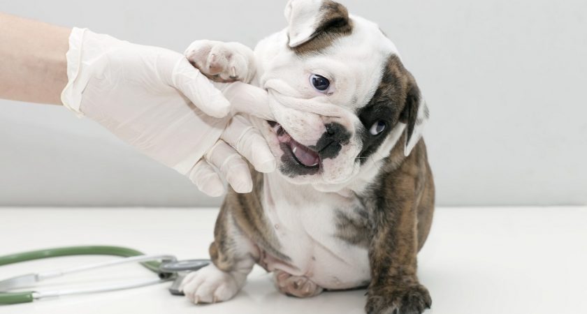 Veterinary Technology