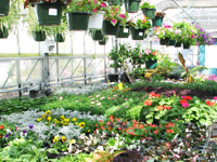 plant sale in greenhouse